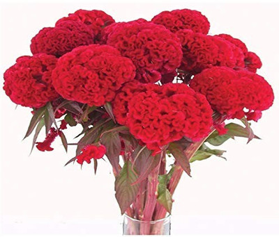 MAA Cockscomb Seed(150 per packet)