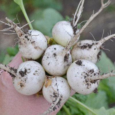 Qualtivate GBPT-5A White Globe Radish Seeds Seed(300 per packet)