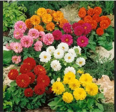 MAA Dhalia Seed(12 per packet)