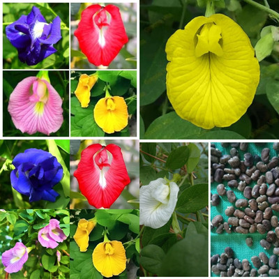ibains Butterfly pea seeds for planting bij 13 Seed(13 per packet)