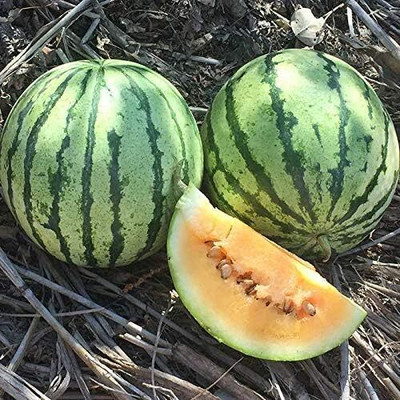 WILLVINE Yellow Meated Watermelon Heirlooms Prolific, ExtraSweet-[300 Seeds] Seed(300 per packet)