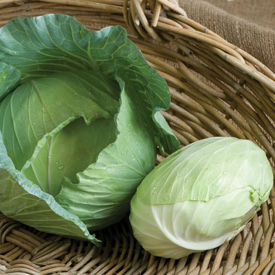 WILLVINE HUA -V Cabbage Seed Easy to Grow [25g] Seed(7500 per packet)