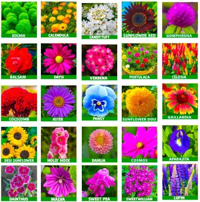 abiswas 25 variety flower seeds combo pack with instruction manual Seed(1400 per packet)