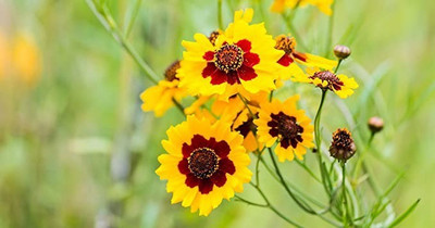 Aro Coreposis Seed(14 per packet)