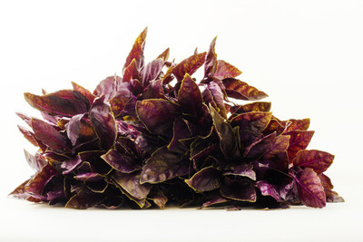 WILLVINE LXI-24 Ocimum basilicum - Amethyst Basil Seed(1000 per packet)