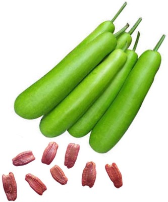 KANAYA Bottle Gourd Seeds, Lauki, Doodhi, Surakkai, Pechura, Sorakkaya, Sorekayi Seed(30 per packet)