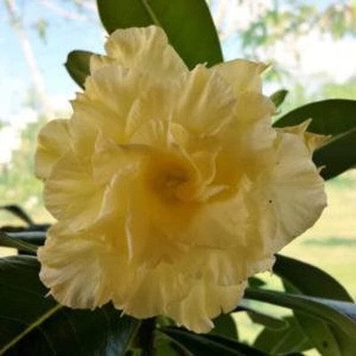 Qualtivate GBPUT-711 Desert Rose Thailand Adenium Obesum Seed(30 per packet)