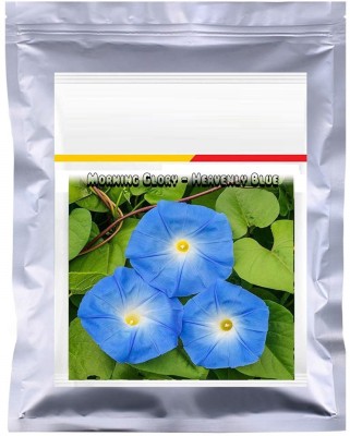 VibeX KGF -37 - Morning Glory Heavenly Blue Flower - (900 Seeds) Seed(900 per packet)