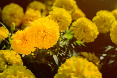 AGRODAK marigold/gende ka phool flower seeds Seed(75 per packet)