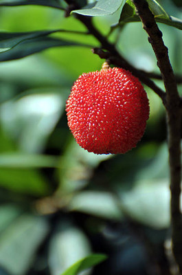 MAA LITCHI,LICHEE,LYCHEE Seed(10 per packet)