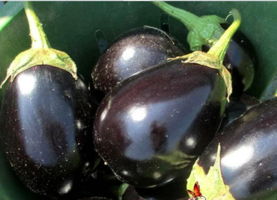 UGRA Brinjal Seed(500 per packet)