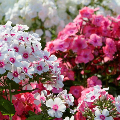 ACCELCROP Phlox Flower Seed, Fragrant Dwarf Hybrid Beauty Mixed Seed(40 per packet)