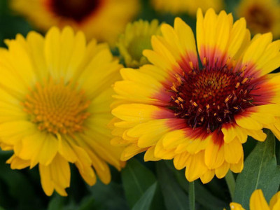 Avysa GAILLARDIA (BLANKET FLOWERS) Seed(90 per packet)