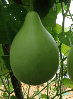 Avysa Round Bottle Gourd, Ghiya Seed(500 per packet)