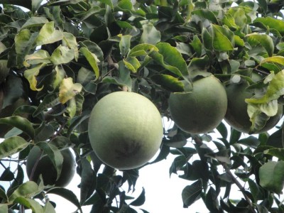 Lorvox Wood apple, Bel fruit, Kaitha, Katbel, Beal Fruit Seed(19 per packet)