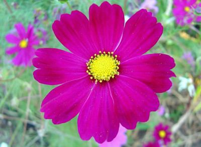 ZIXA COSMOS FLOWER Seed(20 per packet)