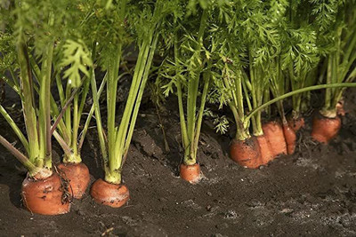 KANAYA Carrot / Gajar Seed(18 per packet)
