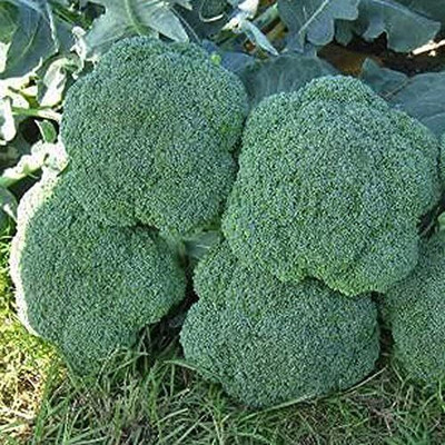 WILLVINE GBPUT -I Broccoli Luna F1 Vegetable Seeds [2.5g] Seed(750 per packet)