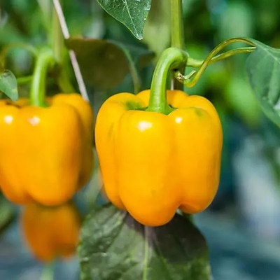 Kirat Yellow Bell Pepper/Capsicum Seed(500 per packet)