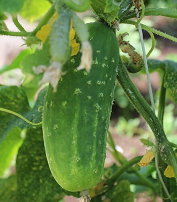 Qualtivate PUAS-3A F1 Hybrid Pickling Cucumber Seed(300 per packet)