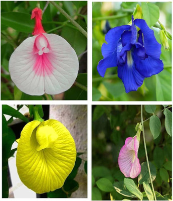 Greenfall Multi-Color Aparajita Flower Seeds, Butterfly Pea (20 Per Packet) Seed(20 per packet)