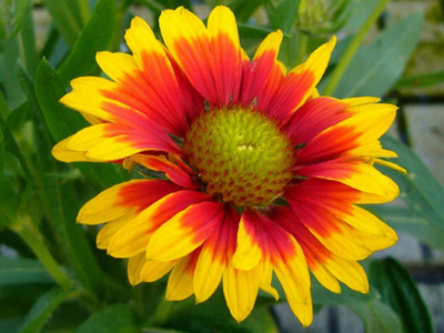 WATIKA Gaillardia-aristata-Common-Blanket Seed(40 per packet)