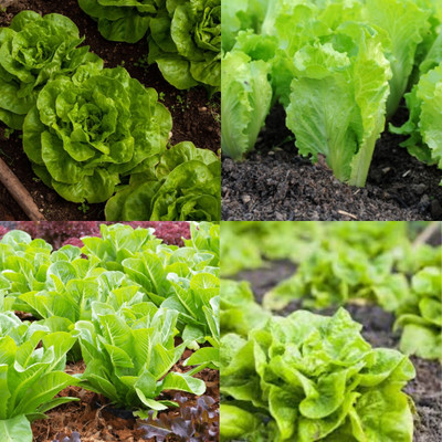 ibains Lettuce seeds for planting bij37 Seed(37 per packet)