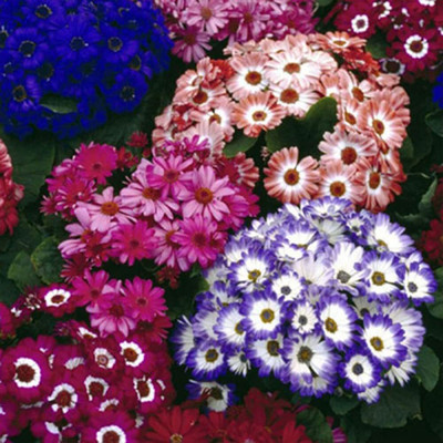 Lorvox Cineraria Starlet Hybrid Flower Seed(74 per packet)