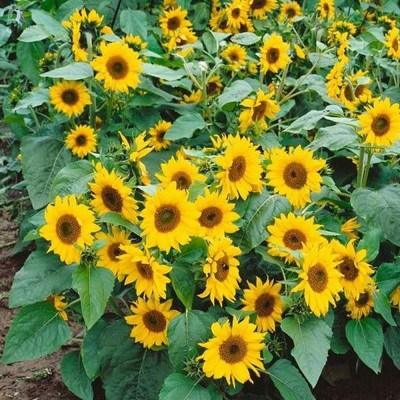Aywal Sunflower Russian Giant Flower Seeds For Home Gardening Seed(260 per packet)