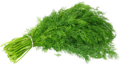 Quentova Dill - Soya Saag-AHS-22I Seed(250 per packet)