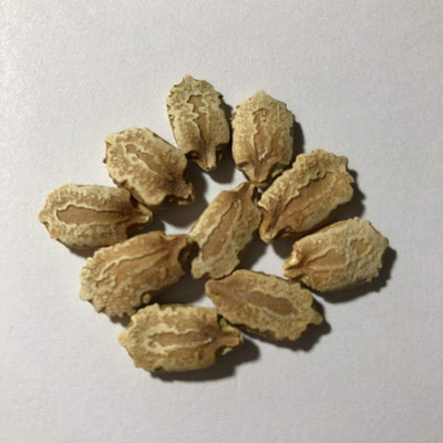 CYBEXIS LX-13 - Bitter Gourd -Long Variety - (900 Seeds) Seed(900 per packet)