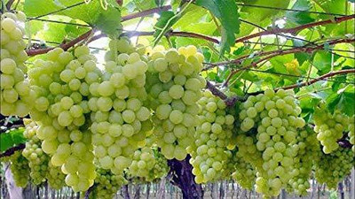 ALWAYSWE Grape Seed(40 per packet)