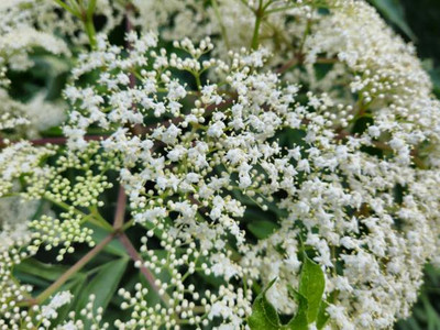 Oliver gypsophila flower Seed(200 per packet)