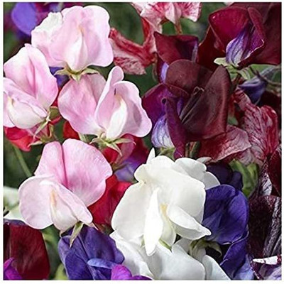 VibeX ® LXI-340 Flower Sweet Pea Old Spice Seed(50 per packet)