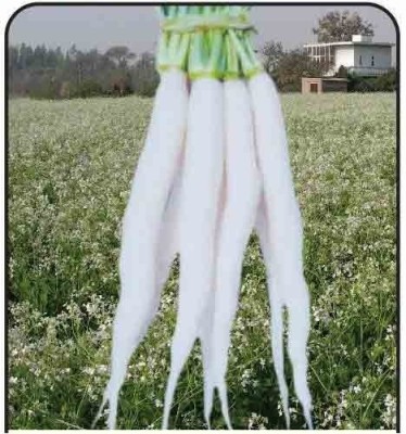 CYBEXIS Pusa Reshmi Radish2400 Seeds Seed(2400 per packet)