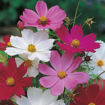 Aywal Cosmos - Double Click Mixed - High Germination Seed(6 g)