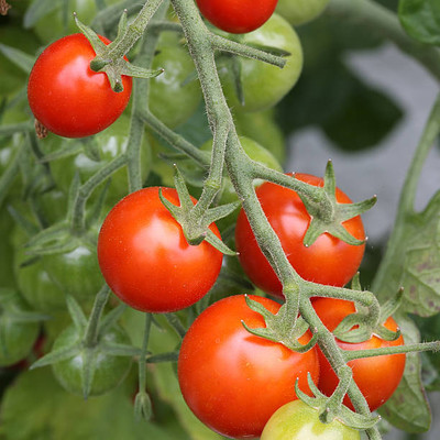 SAMS AGRO tomato Seed(55 per packet)