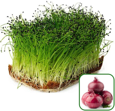 Qualtivate PUAS-2A ONION MICROGREEN SEEDS Seed(500 per packet)