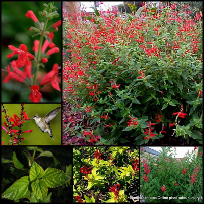 Qualtivate EXL-4AT PINEAPPLE SAGE Red Salvia Elegans Seed(100 per packet)