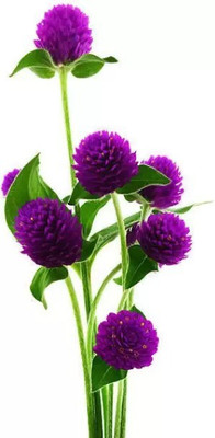 Aro Gomphrena Seed(140 per packet)