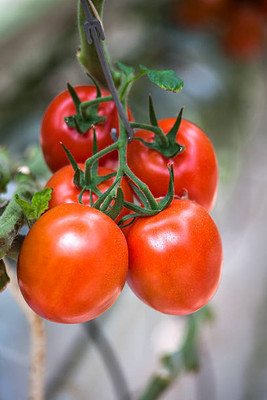 KISHORI CREATIONS tomato Seed(95 per packet)