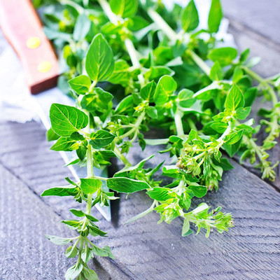 CYBEXIS ATS-84 - English Thyme - (1350 Seeds) Seed(1350 per packet)