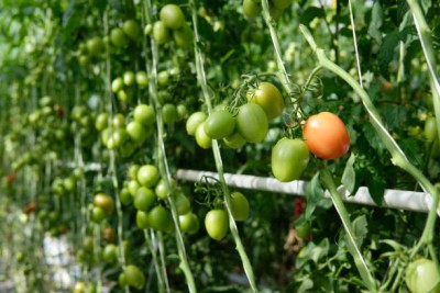 ReBuy tomato Seed(35 per packet)