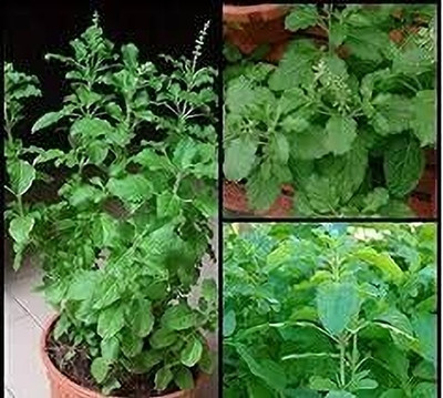LPR TULSI, BASIL SEEDS Seed(300 per packet)