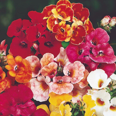 ACCELCROP Nemesia Red And White Flower Seed(36 per packet)