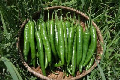 DHENU PRASAD Hybrid chilli (mirch) Seed(342 per packet)