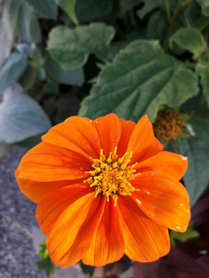 MWHY Tithonia Red Flower Seed(25 per packet)