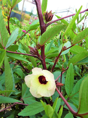 Qualtivate GUA-368 Red Hibiscus Roselle Seeds Seed(500 per packet)