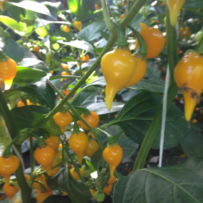 KNESSiN Biquinho Yellow Pearl Chilli Seeds For Kitchen Gardening-(2400 Seeds) Seed(2400 per packet)