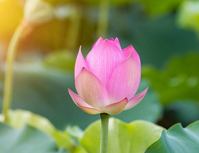 iva lotus,kamal gatta Seed(15 per packet)